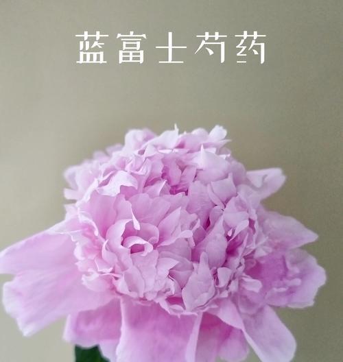芍药奶油丸的花语是什么？它传递了怎样的信息？