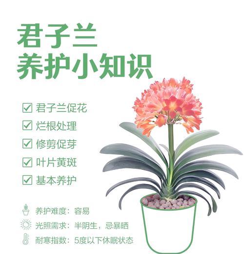 君子兰扒拉扒拉好养吗？正确的养护方法是什么？