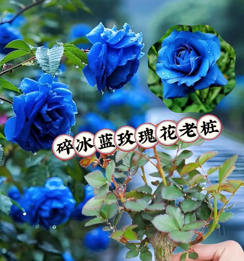 最满意的玫瑰花语是什么？