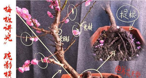 君子兰扒拉扒拉好养吗？正确的养护方法是什么？