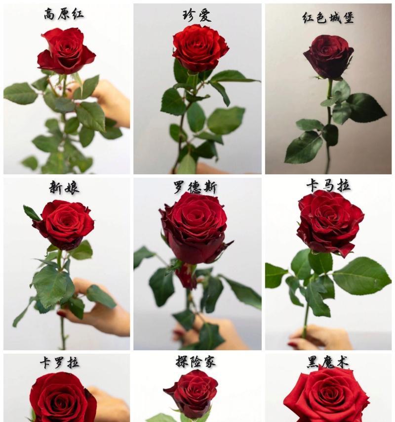 红玫瑰花的花语种子代表什么含义？