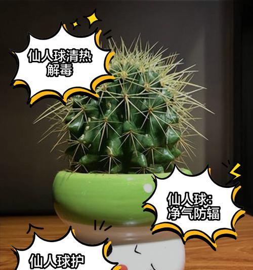仙人球出现黄斑白毛的原因及解决方法？