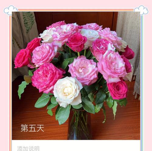 玫瑰花养护是否需要换水？不换水的原因是什么？