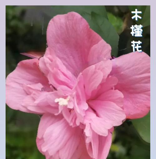 木槿花代表了什么？它的花语有何特别之处？