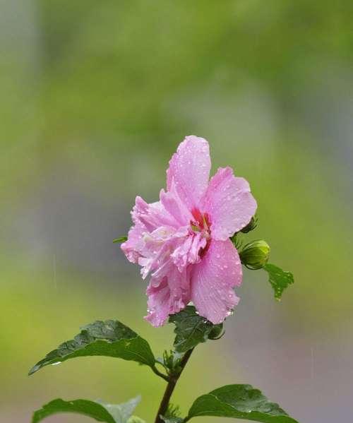 木槿花代表了什么？它的花语有何特别之处？