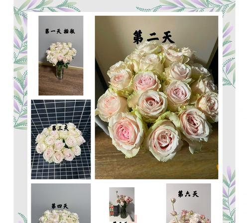 玫瑰花养护是否需要换水？不换水的原因是什么？