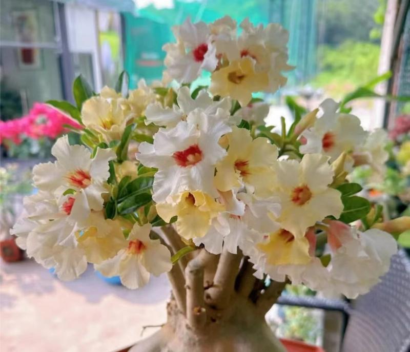 玫瑰花长杆树修剪技巧有哪些？怎样修剪更美观？