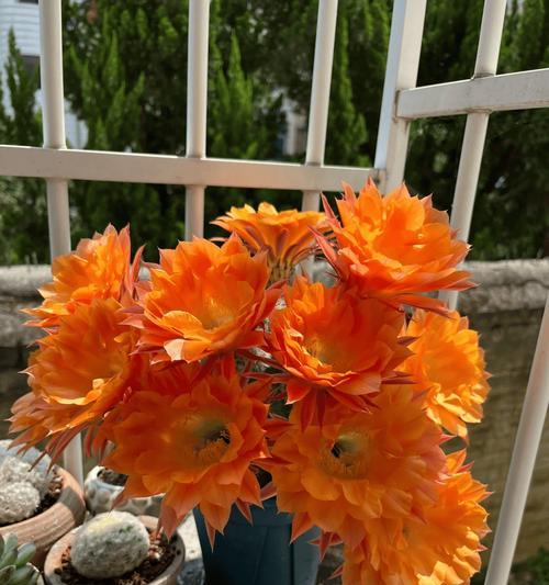 玫瑰彩草仙人球如何养护才能开花？