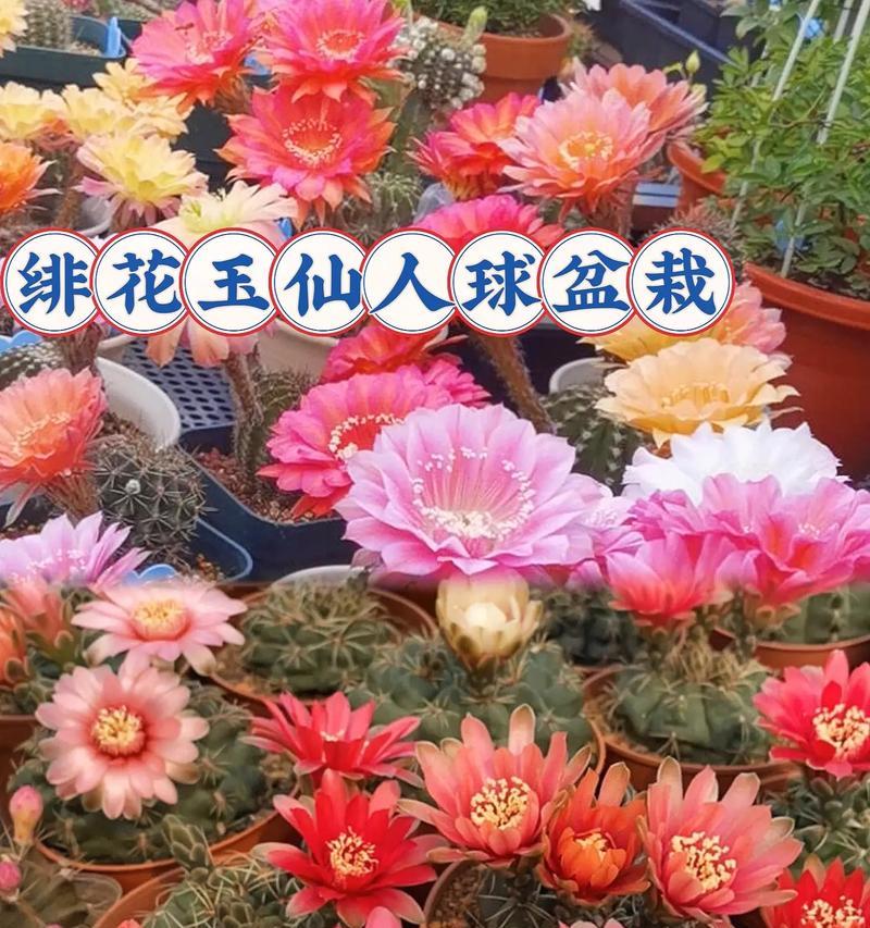 玫瑰彩草仙人球如何养护才能开花？