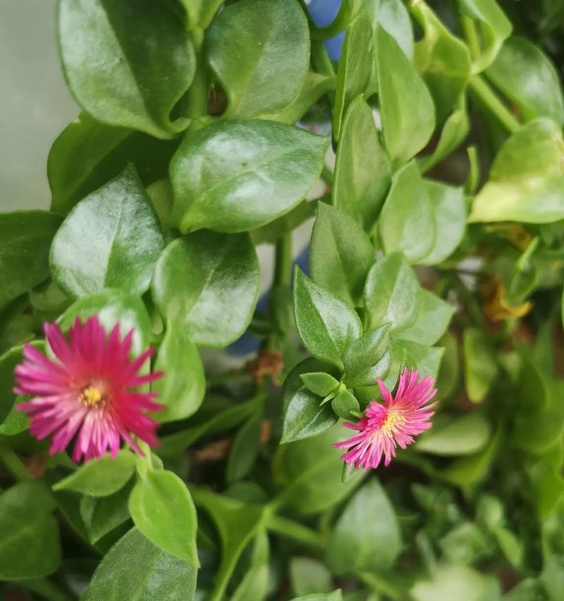 牡丹花妖花开花的难易程度及原因是什么？