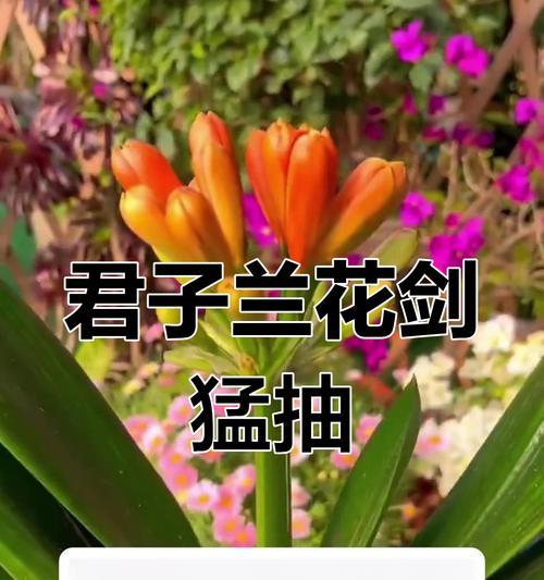 君子兰不开花的原因有哪些？怎样促进其开花？