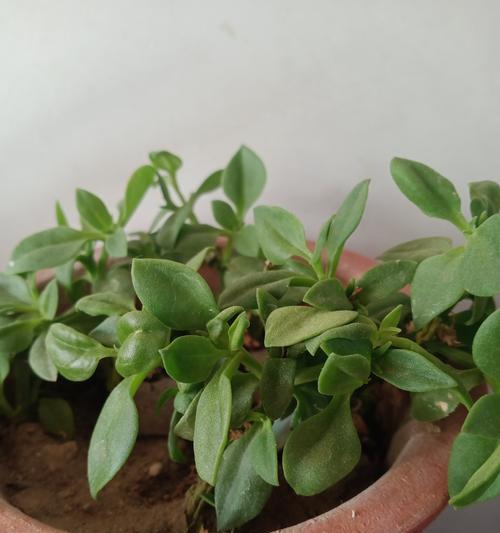 牡丹花冬季的正确养护方法是什么？如何确保春季顺利开花？
