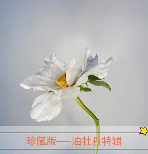 牡丹花冬季的正确养护方法是什么？如何确保春季顺利开花？