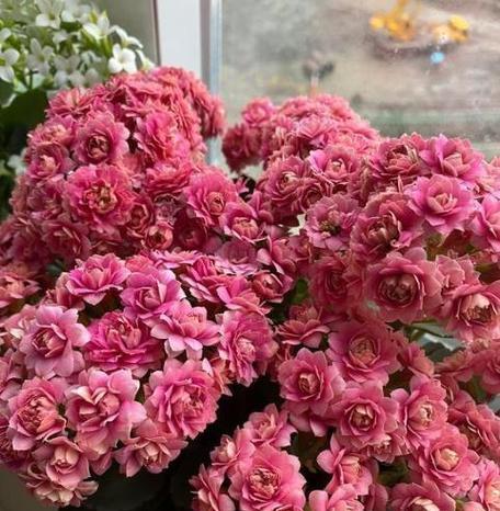 玫瑰花盲芽修剪技巧是什么？怎样修剪才能保持美观？