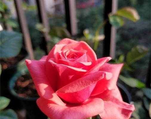 玫瑰花盲芽修剪技巧是什么？怎样修剪才能保持美观？