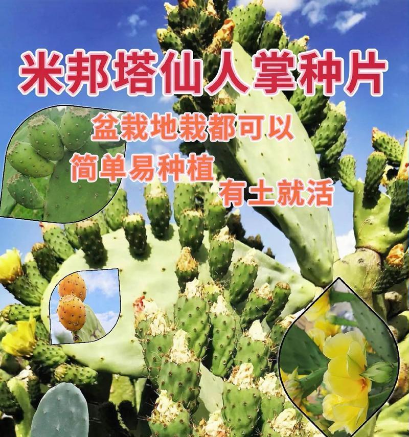 盆栽带盆仙人掌的养护技巧是什么？如何避免根部腐烂？