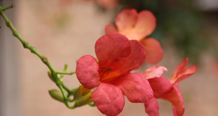 哪些花语能够代表时代风貌？如何通过花语展现时代特色？