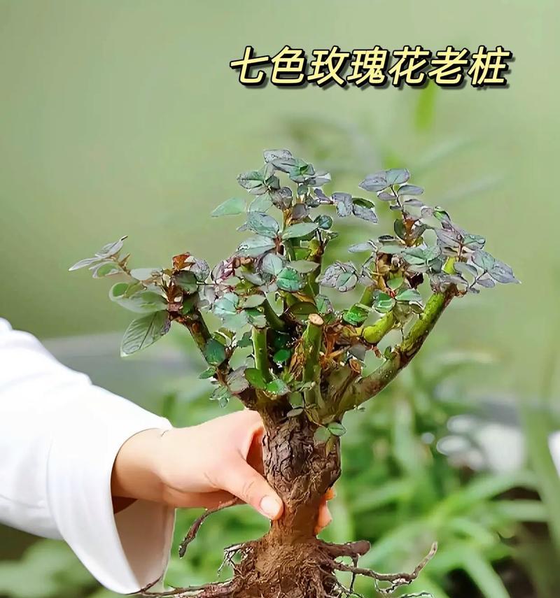 玫瑰花绿色苗的养护方法是什么？如何确保其健康成长？