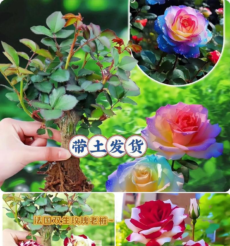 玫瑰花绿色苗的养护方法是什么？如何确保其健康成长？