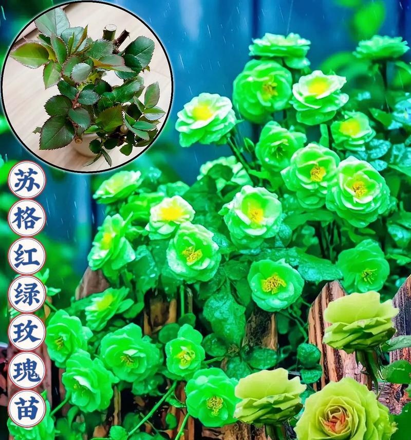 玫瑰花绿色苗的养护方法是什么？如何确保其健康成长？