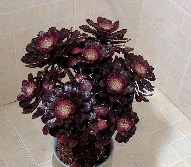 法师玫瑰的花语代表了什么？