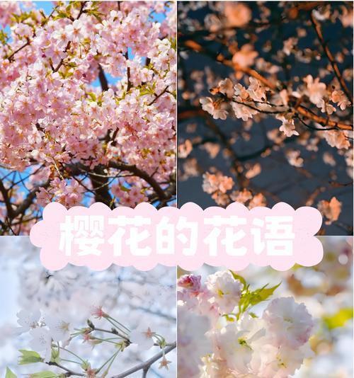 古代花语中藏于心底的爱意是什么？