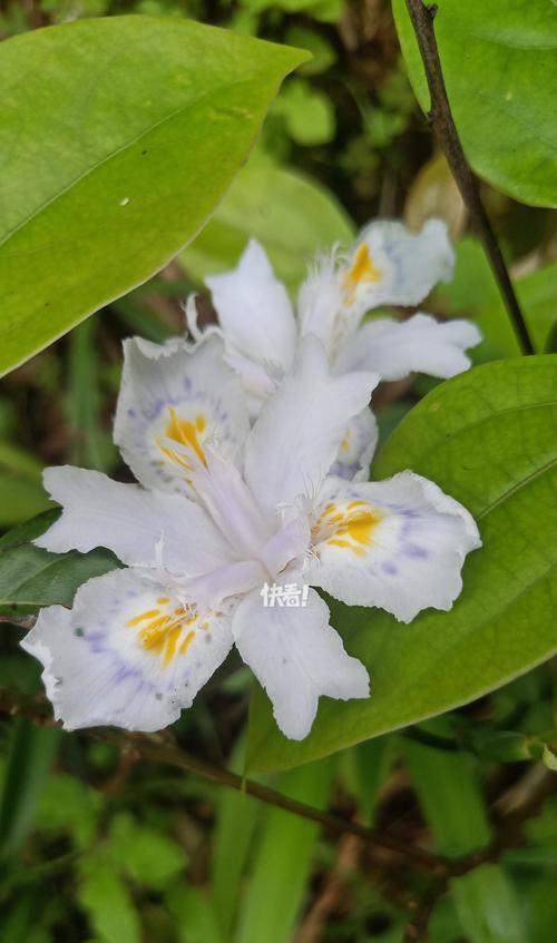 哪种花的花语象征着幸运？