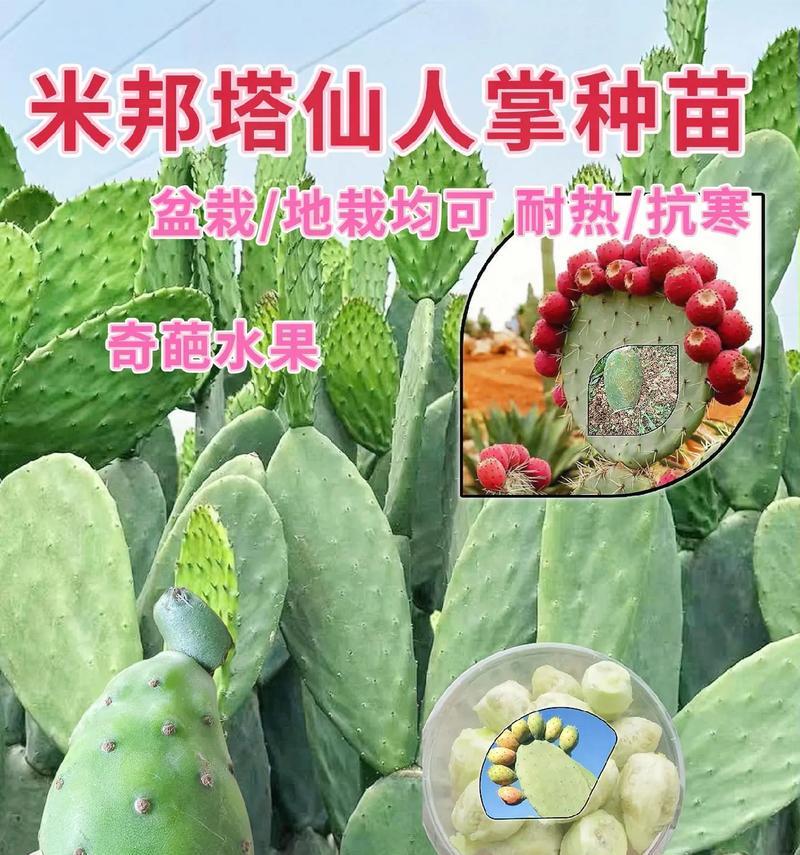 仙人掌小块种植有哪些步骤？需要特别注意什么？