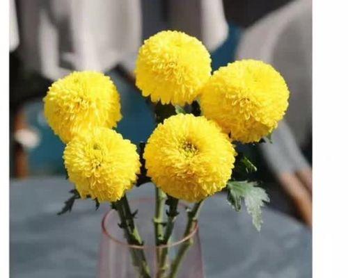 缠萝花语复刻版何时推出？