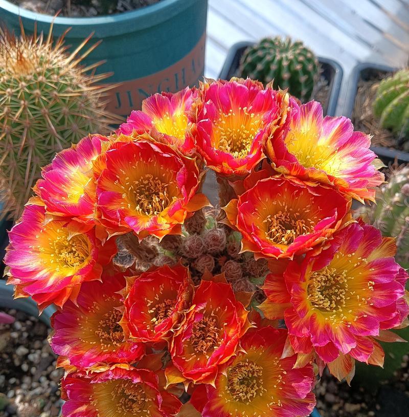 仙人球开花的形态特征是什么？