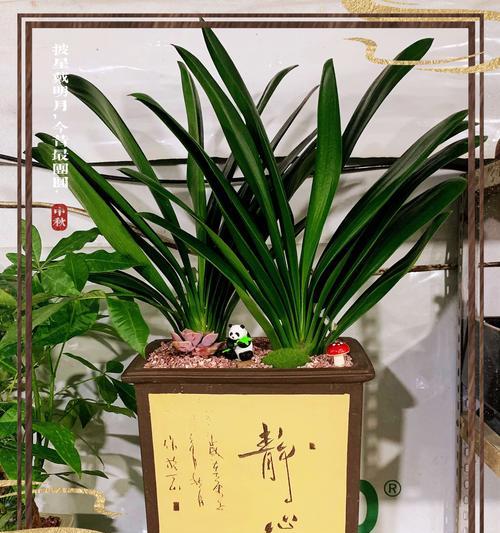 大叶君子兰种植后多久能发芽？