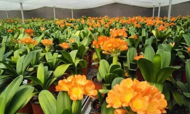 大叶君子兰种植后多久能发芽？