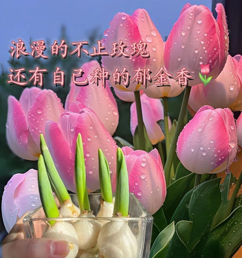 金色郁金香的花语有何特别之处？