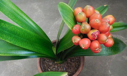 大叶君子兰种植后多久能发芽？