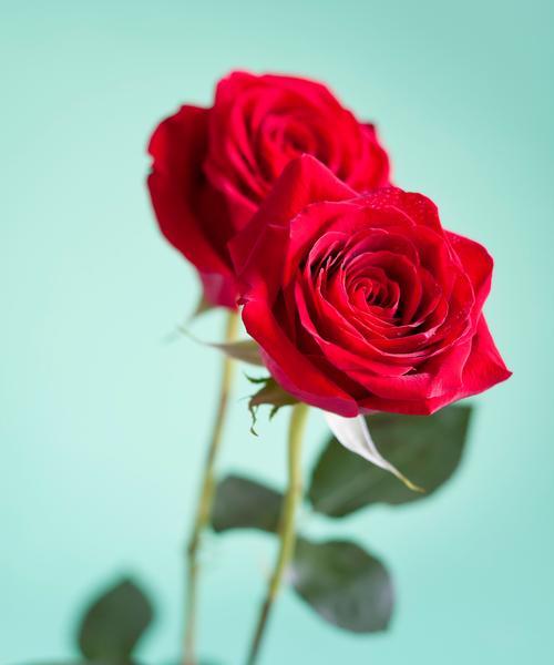 玫瑰花花语是什么？不同颜色玫瑰代表什么？