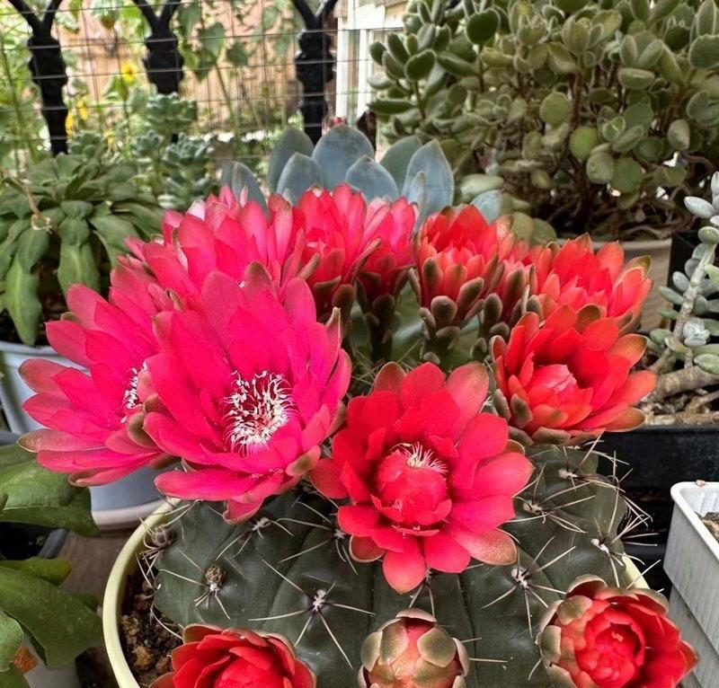 仙人球开花环境要求有哪些？