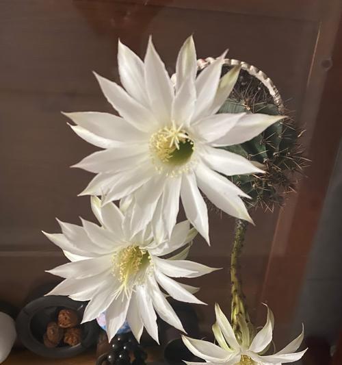 仙人球开花环境要求有哪些？