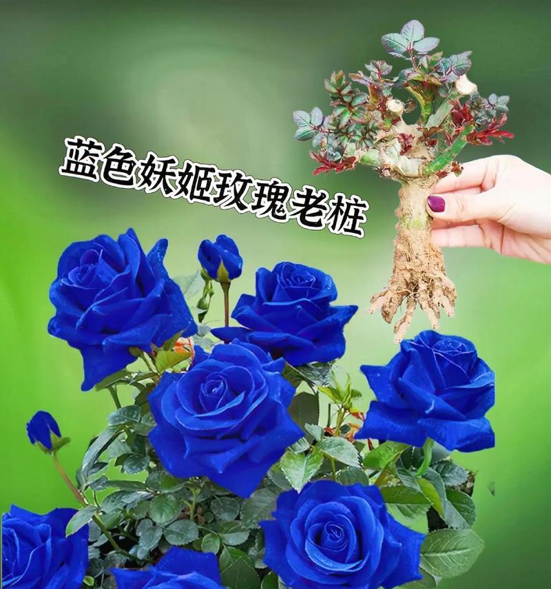 蓝色玫瑰花作为生日礼物的含义是什么？