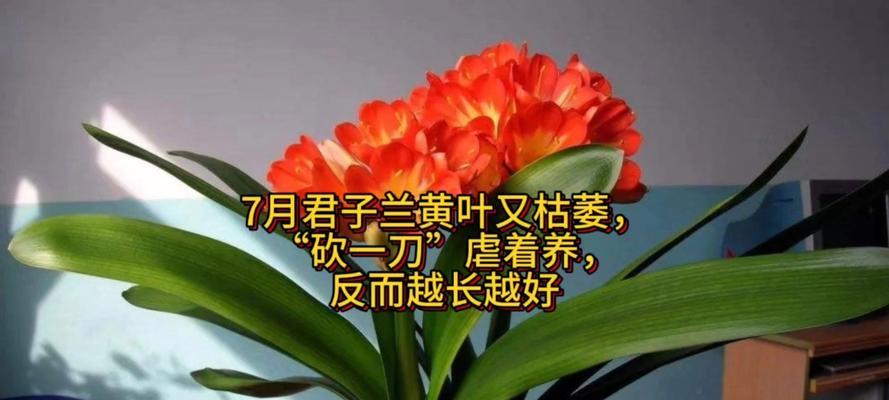 君子兰黄叶不开花枯萎的可能原因是什么？