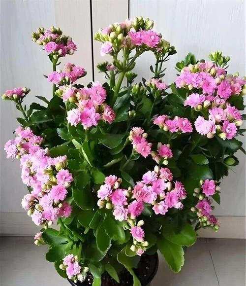 转运寓意的花语是什么？哪些花卉象征着好运和转运？