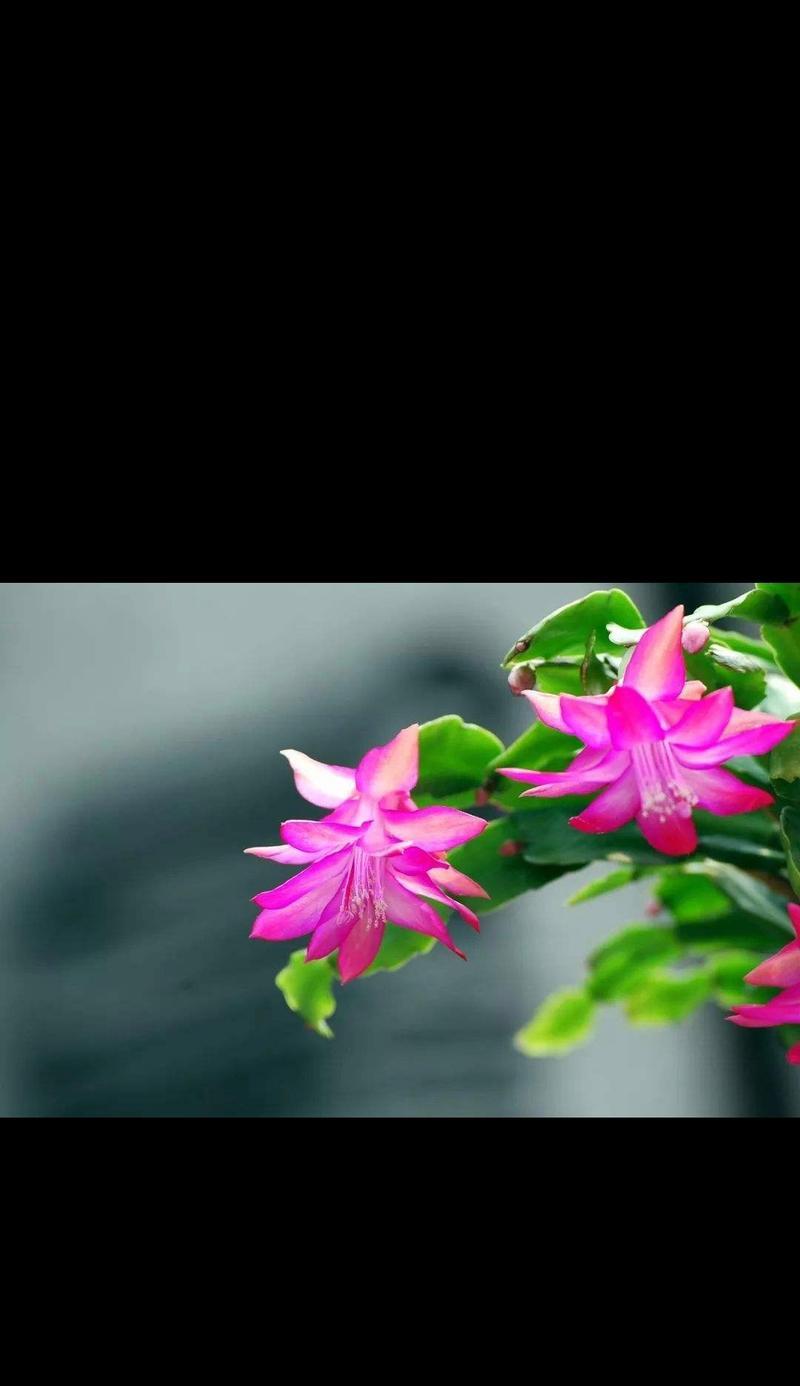 转运寓意的花语是什么？哪些花卉象征着好运和转运？