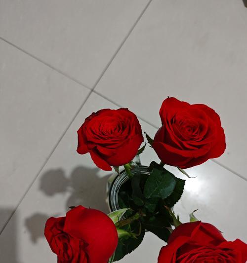 云南有哪些正宗的玫瑰花品种？它们的特色是什么？