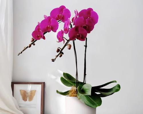 转运寓意的花语是什么？哪些花卉象征着好运和转运？