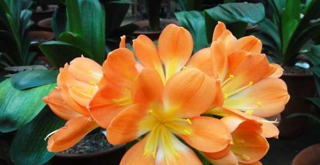 道具君子兰的花语有何寓意？君子兰在花语中代表什么？