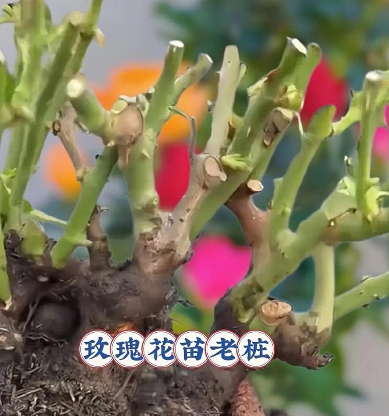 小株玫瑰花快速生长的秘诀是什么？