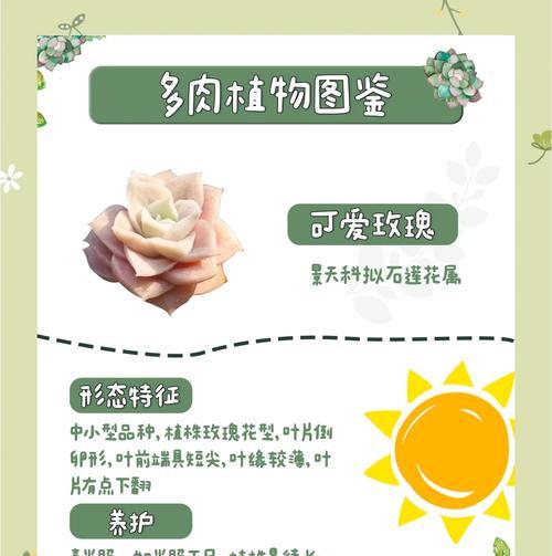 小株玫瑰花快速生长的秘诀是什么？