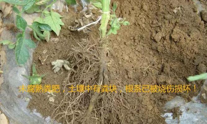 玫瑰花幼苗肥料配比的正确方法是什么？如何避免施肥不当？