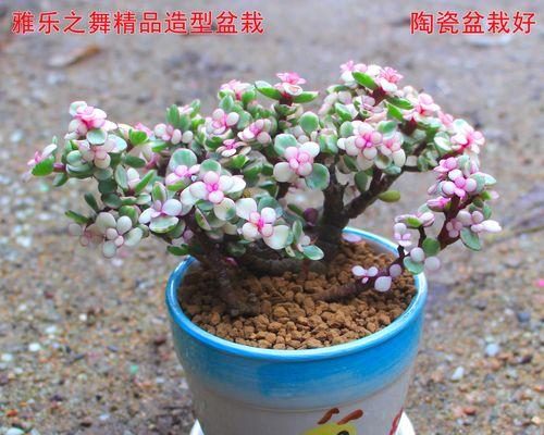 仙人球玉翁怎么种植？