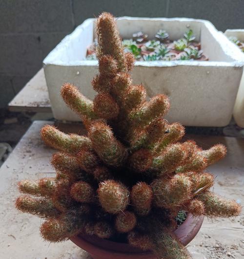仙人球玉翁怎么种植？