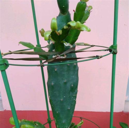 仙人掌头部长出嫩芽该如何处理？是否需要特别的养护？